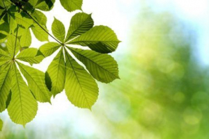 Види листя на деревах і рослинах Види листя на деревах і рослинах